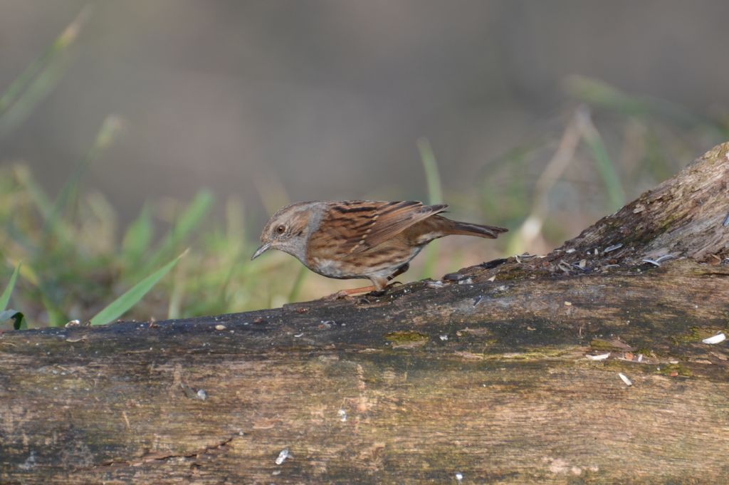 Passera scopaiola